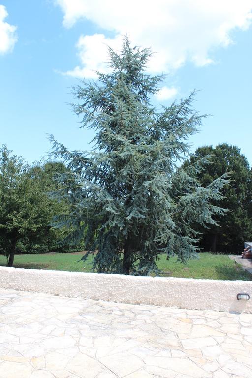 Villa Apollonia B&B Monopoli Bagian luar foto