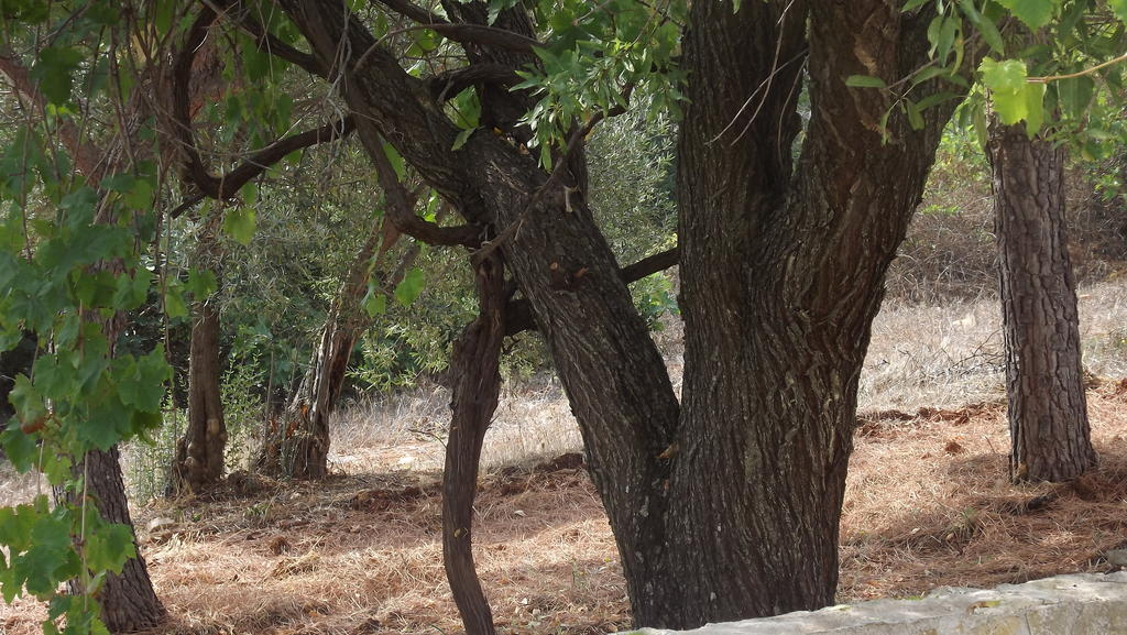 Villa Apollonia B&B Monopoli Bagian luar foto