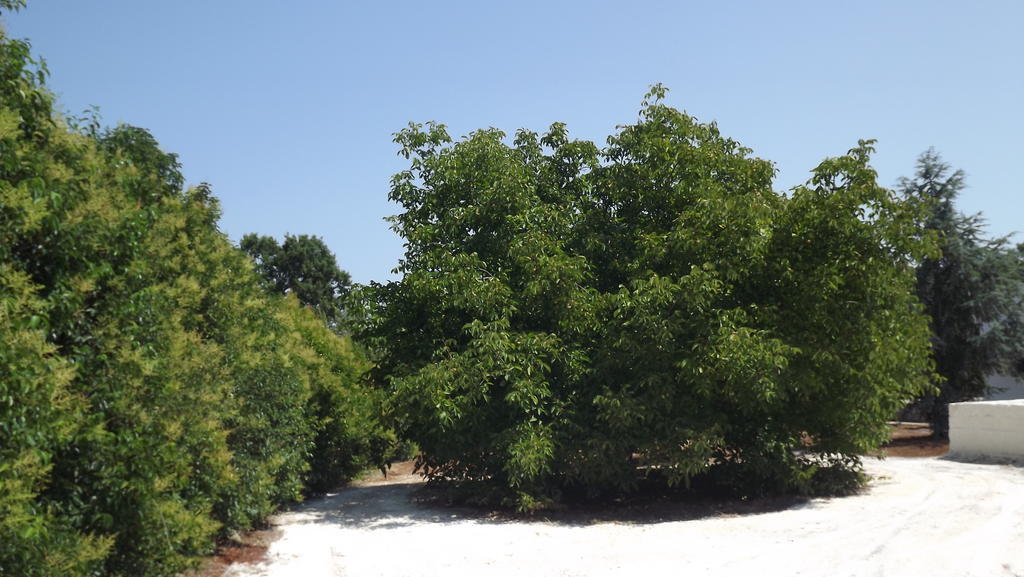 Villa Apollonia B&B Monopoli Bagian luar foto